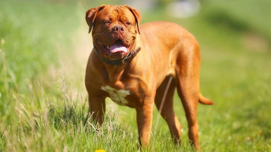 El Dogo de Burdeos es un perro potencialmente peligroso