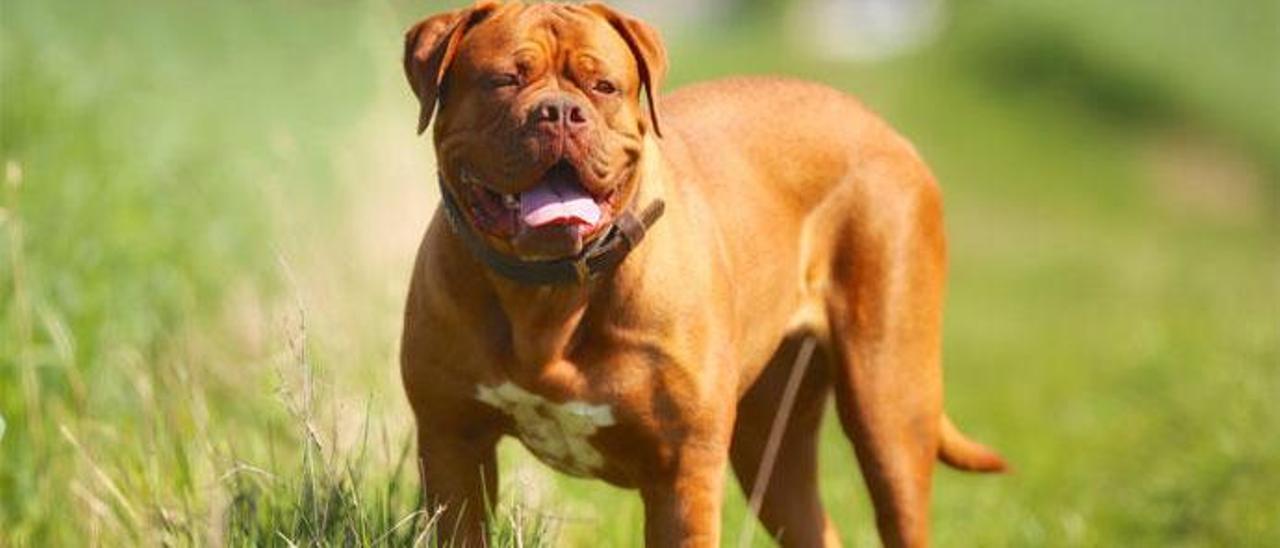 El Dogo de Burdeos está catalogado como perro potencialmente peligroso.