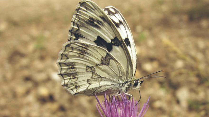 Mariposa medioluto ibérica.