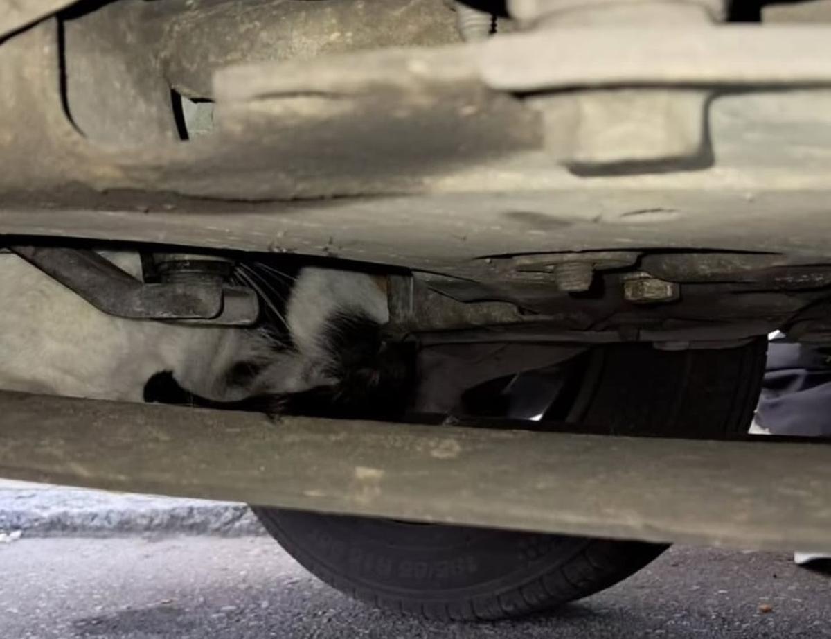 La gata, cuando estaba atrapada en el motor de la furgoneta.