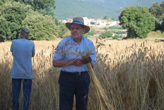 Festa del Segar i el Batre