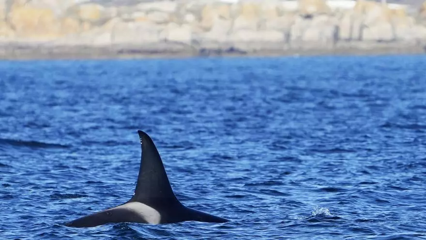 Así se mueven las orcas por la ría de Arousa