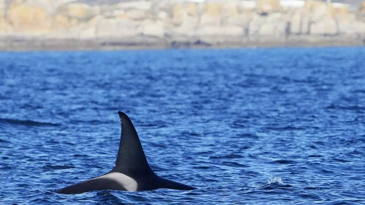 Las orcas parecen a gusto y siguen en las Rías Baixas