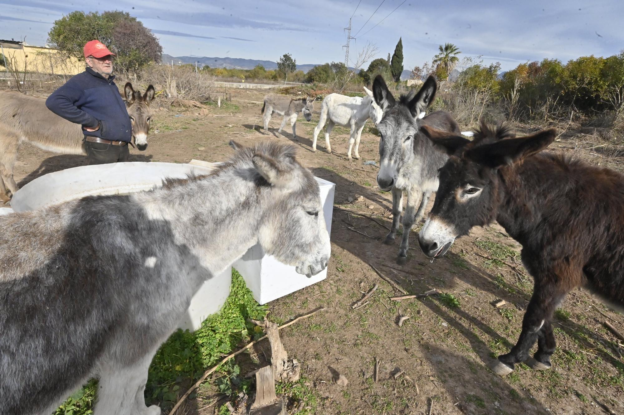 La nueva vida de los burros del Desert de les Palmes, en imágenes