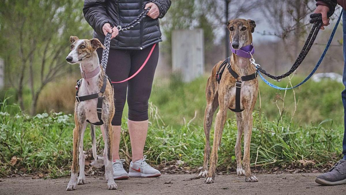 L&#039;espai de gossos del Parc de les Aigües s&#039;ampliarà amb elements d&#039;&quot;agility&quot;