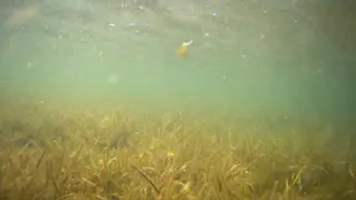 Estado del agua del Mar Menor esta semana, según Podemos