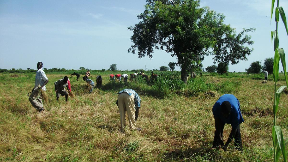 Cosecha de fonio en Mali.