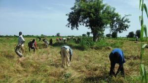 Cosecha de fonio en Mali.