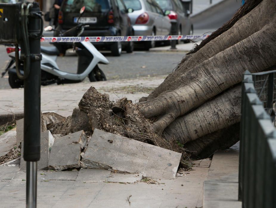 Cae un ficus en el Paseíto Ramiro