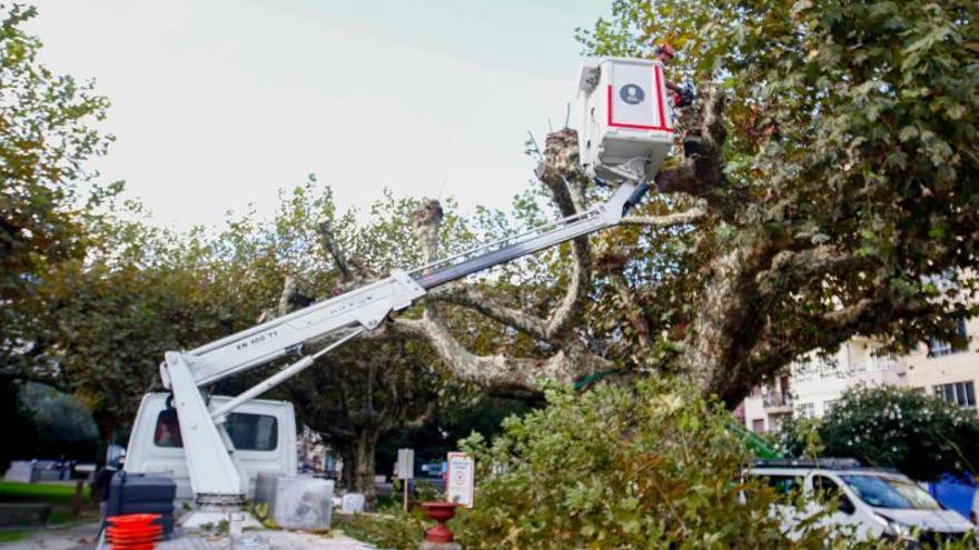 Un operario trabaja en uno de los árboles que se podaron por el avance de la podredumbre. |  // IÑAKI ABELLA