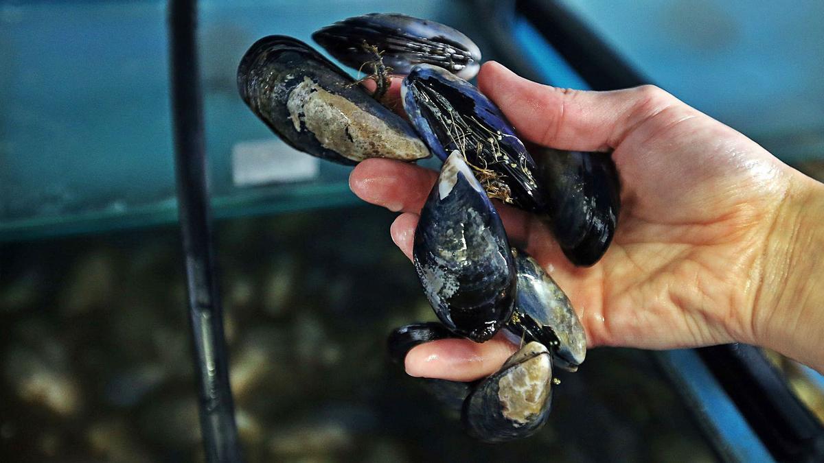 Mejillones cultivados
en el laboratorio del 
grupo de Inmunología 
y Genómica del IIM, 
en Bouzas. |   
// MARTA G. BREA