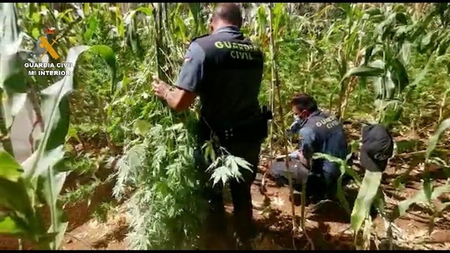 Intervención de plantas de marihuana por parte de la Guardia Civil (archivo)