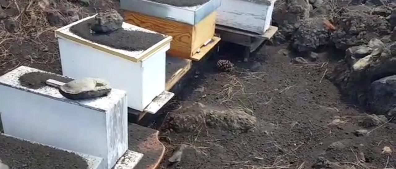 Bomberos de Gran Canaria dejan agua y azúcar a abejas afectadas por el volcán en La Palma