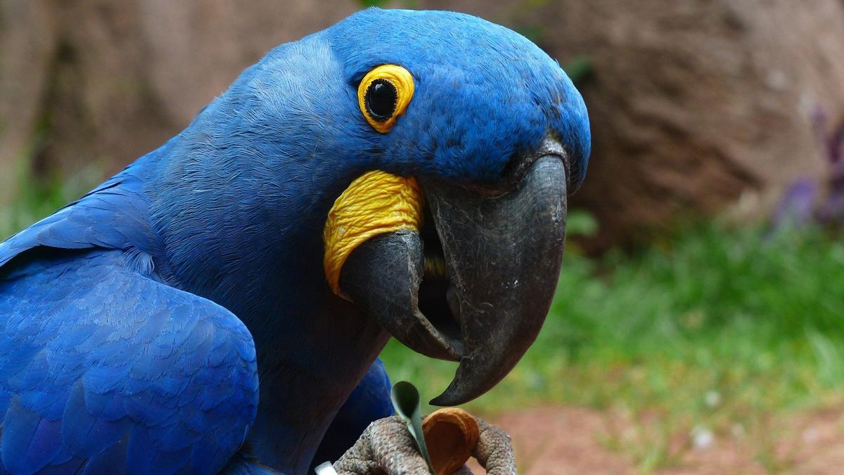 Loro azul.