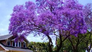 La paulownia o kiri, el árbol milagroso que es una amenaza en España