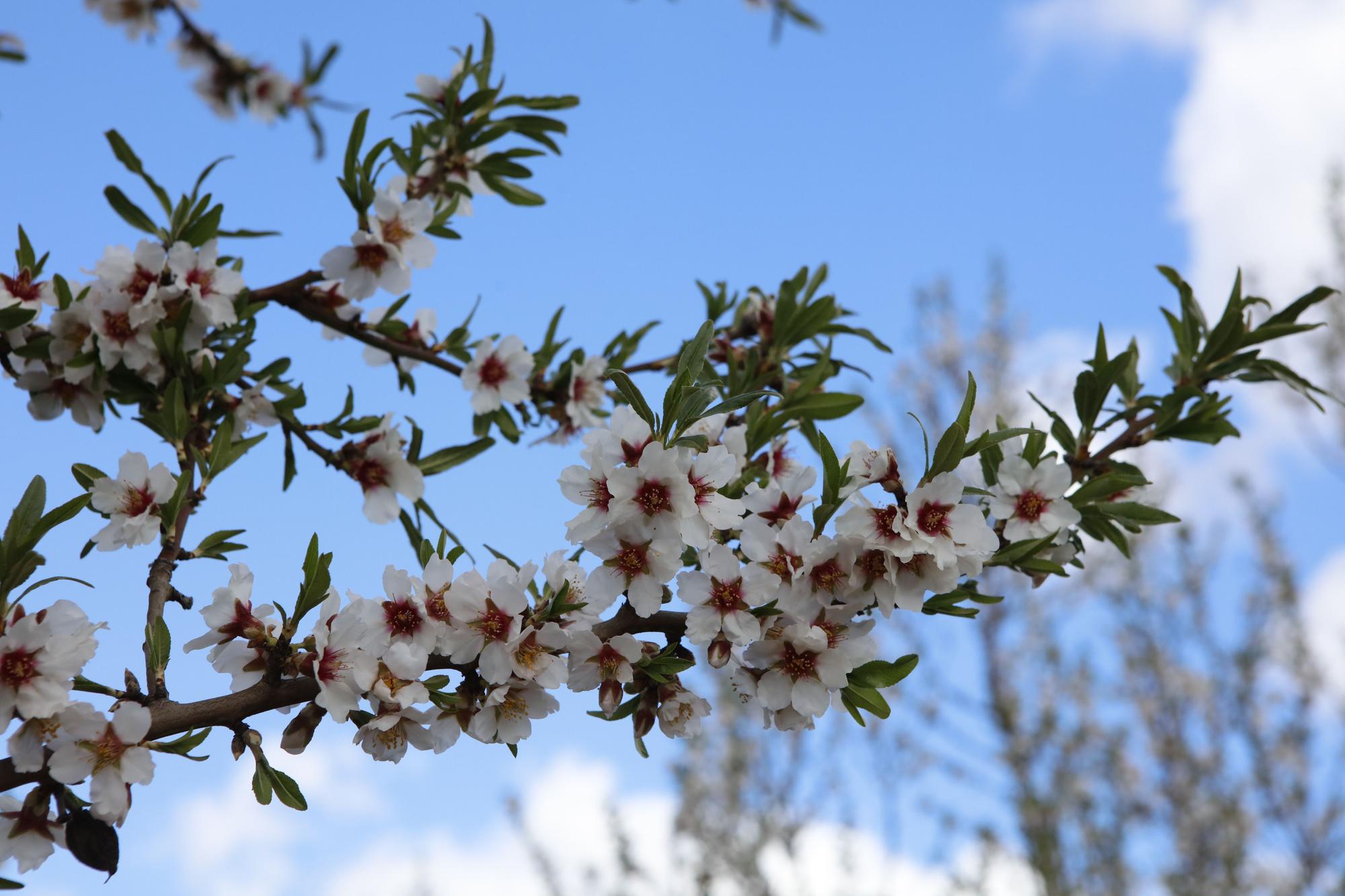 Die neue Mandelblüte und die alten Bienen