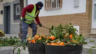 Hacemos expresa su "preocupación" por la recogida de naranjas ante la "falta de gestión" del alcalde