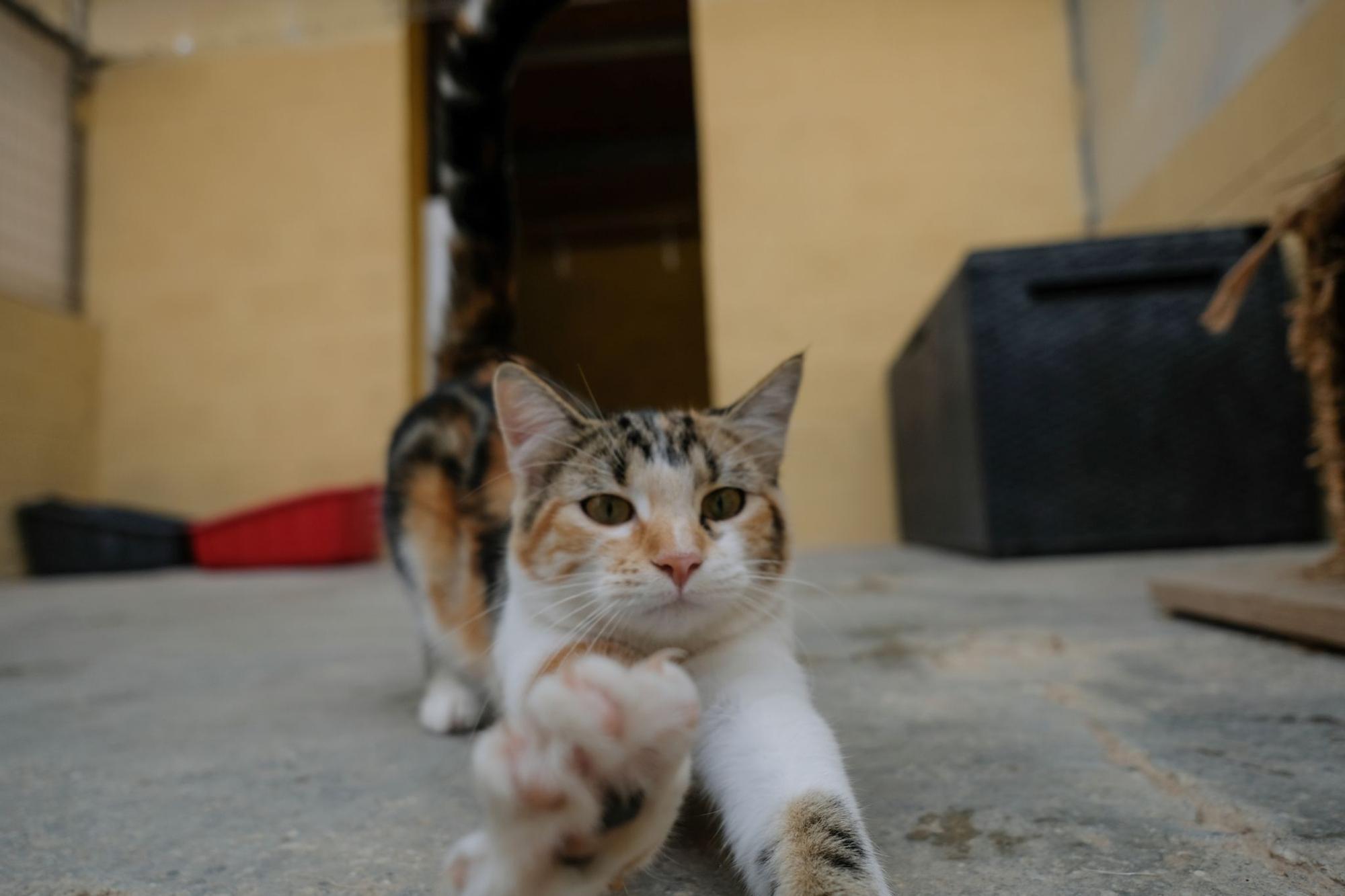 La Protectora de Animales de Málaga, a finales de octubre