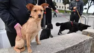 Mensaje del Concello de A Coruña a dueños de mascotas: dejar excrementos en las calles 'Puede salir caro'