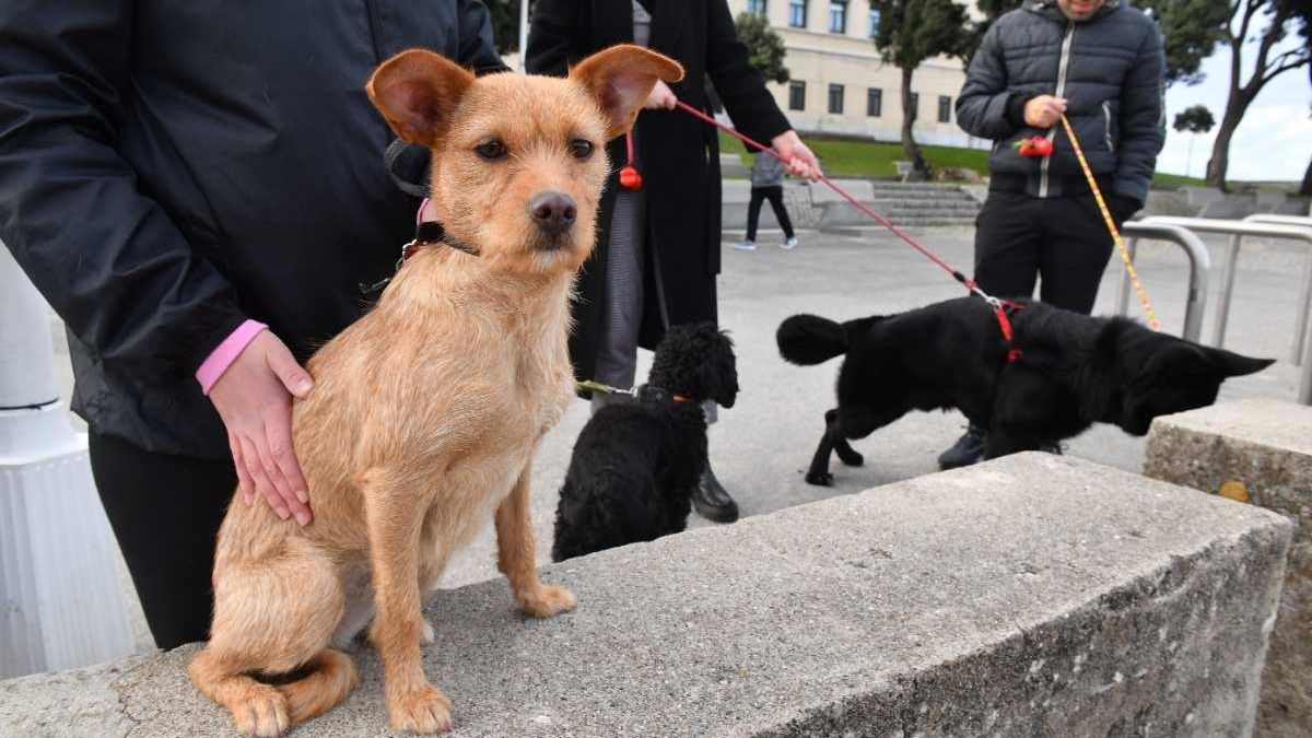 Perros en A Coruña