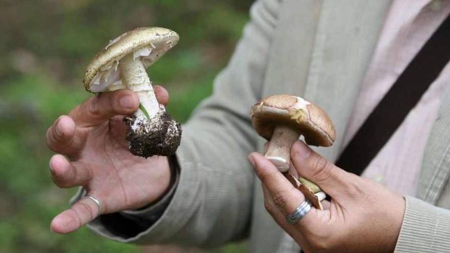 Un micólogo muestra ejemplares de amanita phalloides como las ingeridas por la pareja moañesa. // J.dA.