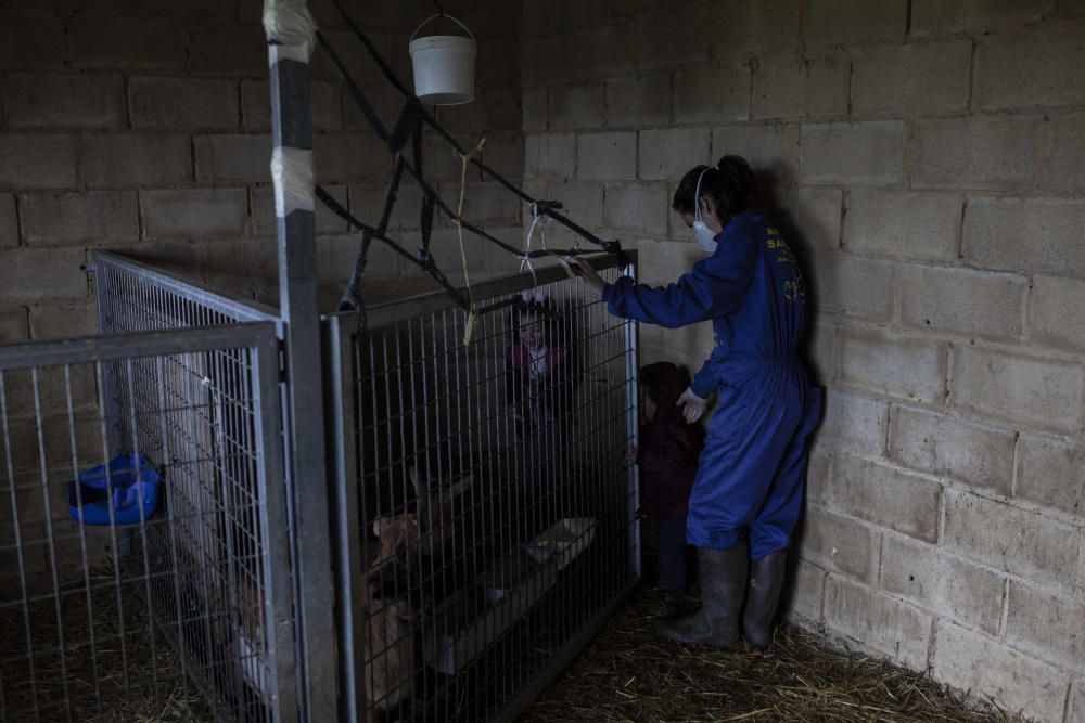 Pollos vivos a domicilio