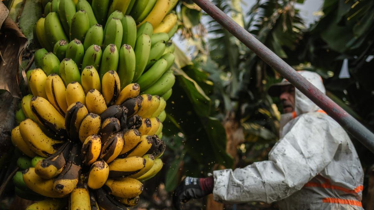 Una piña de plátanos durante la erupción de La Palma.