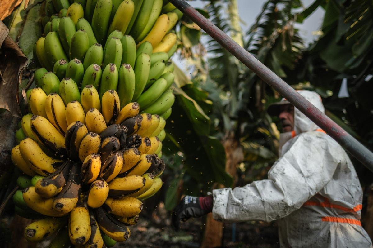 Una piña de plátanos durante la erupción de La Palma.