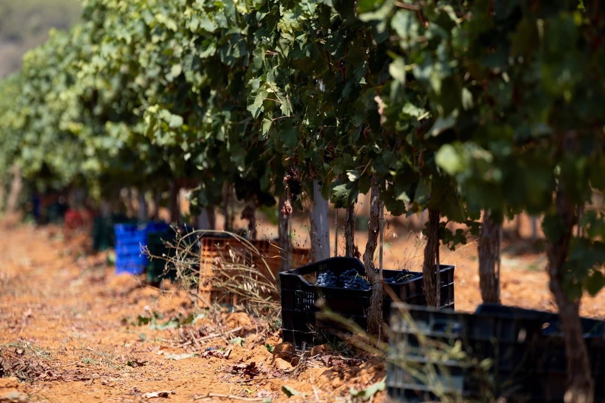 El vino de Ibiza está de enhorabuena esta añada: hasta 80.000 botellas en algunas bodegas