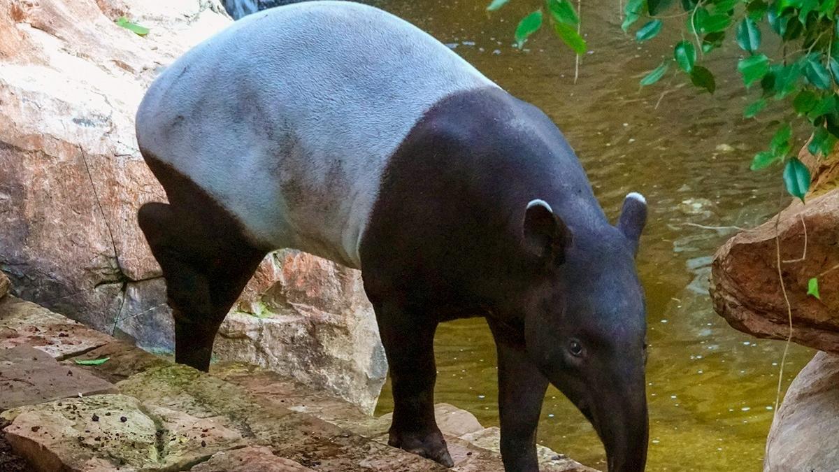 Uno de los ejemplares de tapir malayo de Bioparc Fuengirola.