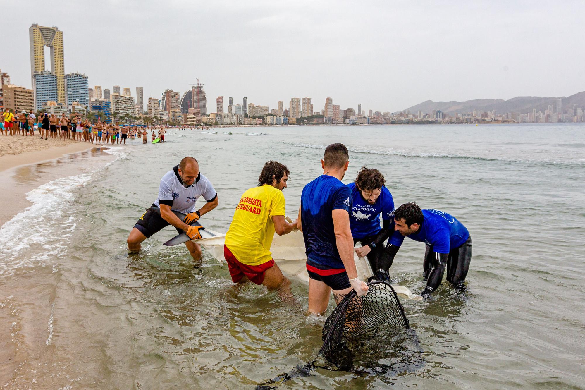 Aparece una tintorera de dos metros en Benidorm