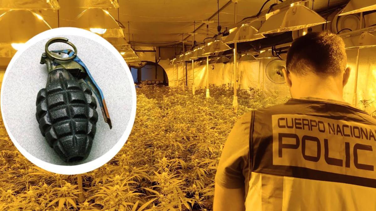 Imagen de una plantación de marihuana desmantelada por la policía. Izquierda, una granada de mano.