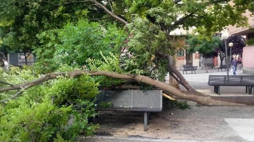 Cae una rama de gran tamaño en el barri Nord-Oest