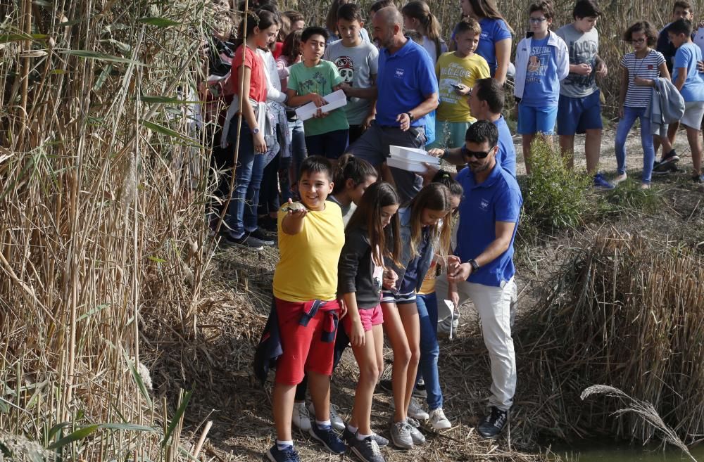 El Oceanogràfic suelta diez galápagos en la Albufera