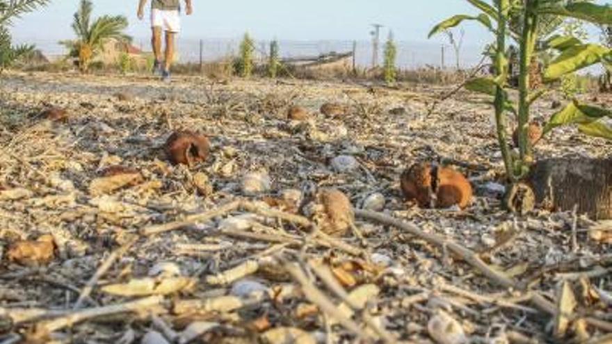 La sequía ha dejado pérdidas superiores a los 70 millones de euros en la agricultura provincial.