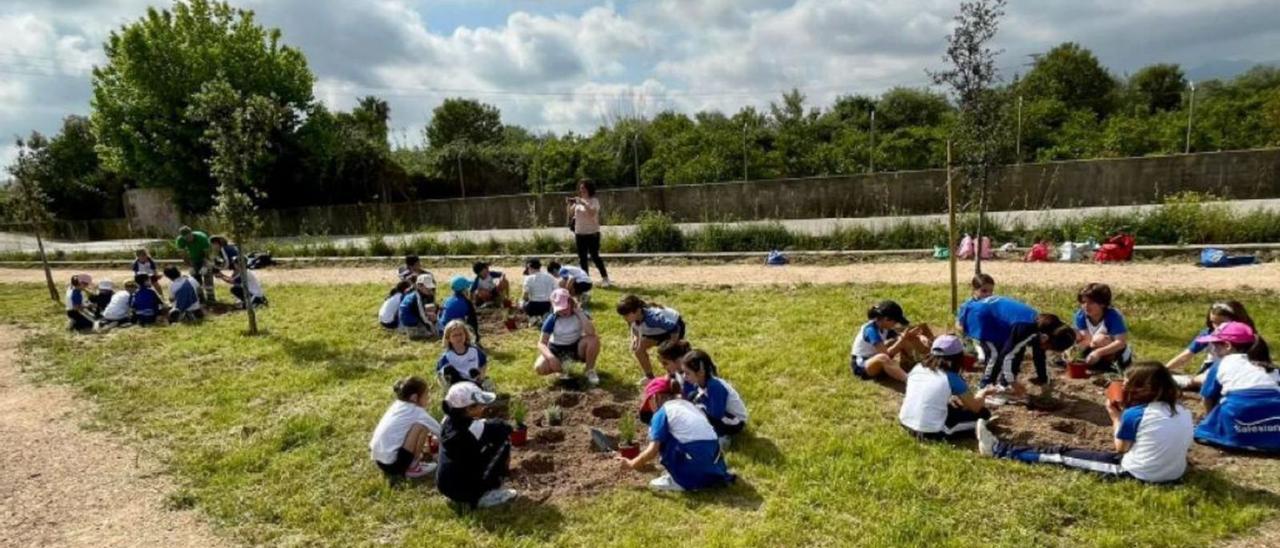 Alumnos del colegio María Auxiliadora durante la repoblación con especies autóctonas. | LEVANTE-EMV