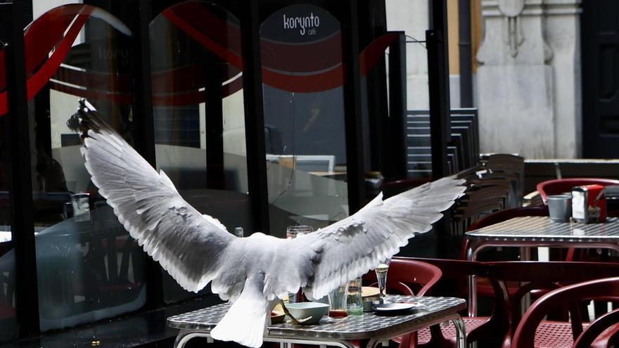 Gijón impulsa un nuevo plan contra las gaviotas: retirar huevos de los nidos y alejarlas de las zonas más conflictivas con aves rapaces