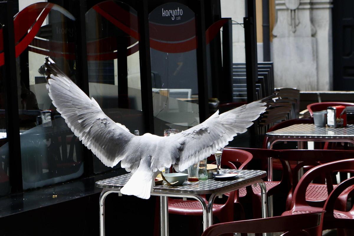 Una gaviota atacando en un negocio del centro,