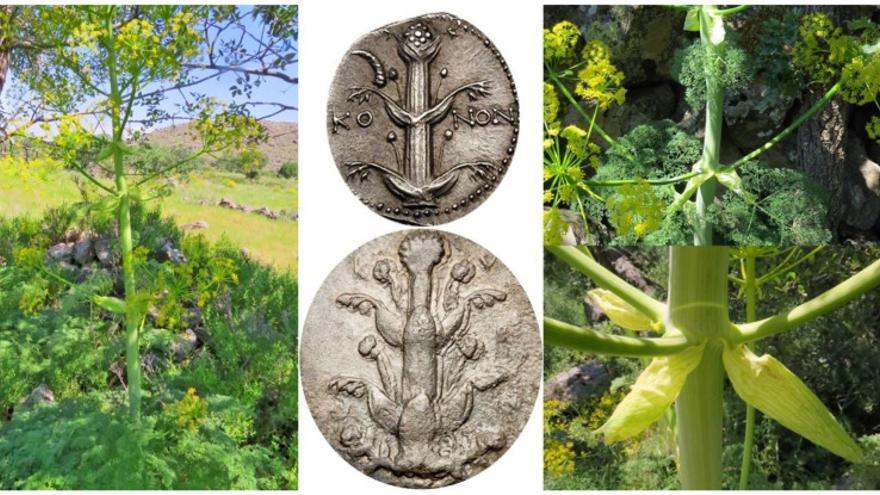 Plantas de Ferula drudeana y monedas que representaban la antigua Silfio.