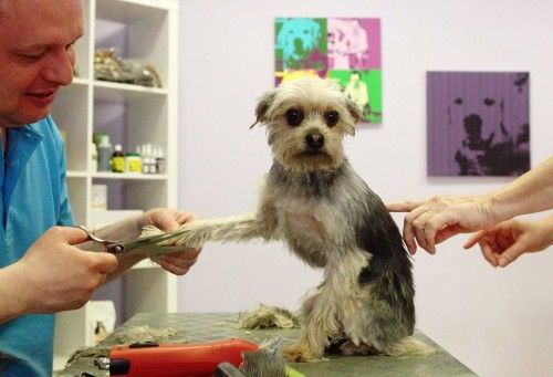 Alexander Hysek recorta el pelo de un yorkshire terrier en su salón de peluquería canina en Viena