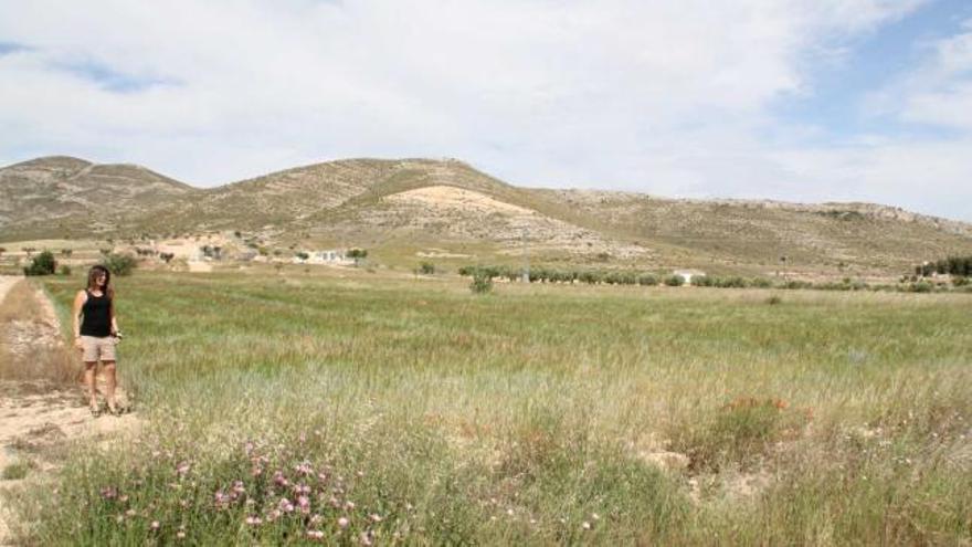 Imagen de la sierra de El Morrón de Villena, en cuya cima se proyecta la instalación de 25 aerogeneradores para producir energía.