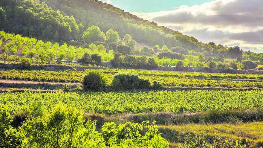 La Bobal abre las puertas de la DO Utiel-Requena al mercado internacional