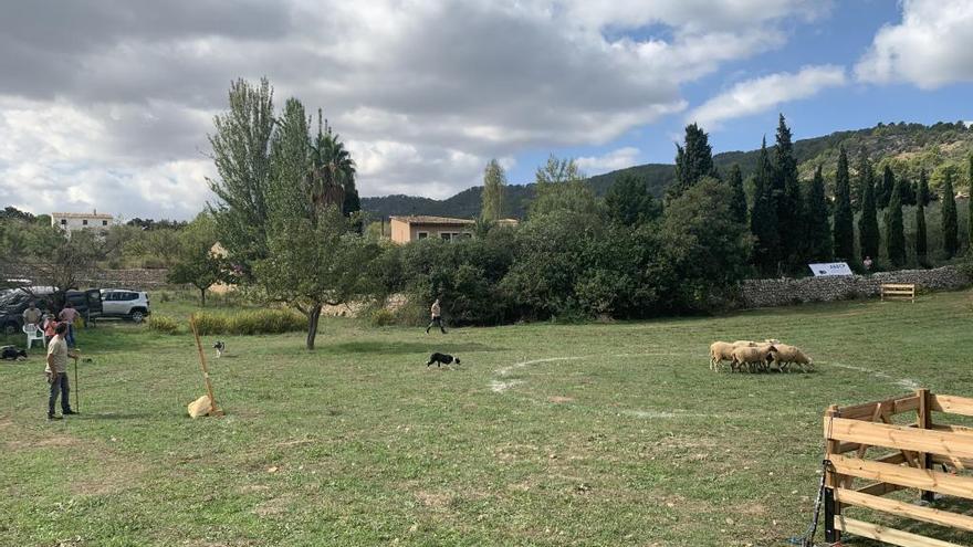 Una imagen del concurso de &#039;cans d&#039;atura&#039; de hoy en AlarÃ³.