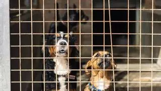 La Guardia Civil busca en el Ayuntamiento de València información sobre la protectora Modepran y su gestión del refugio de Benimàmet
