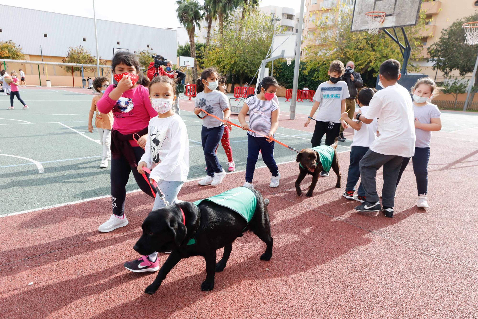 Nica, una nueva terapeuta de cuatro patas para los colegios de Ibiza y Formentera