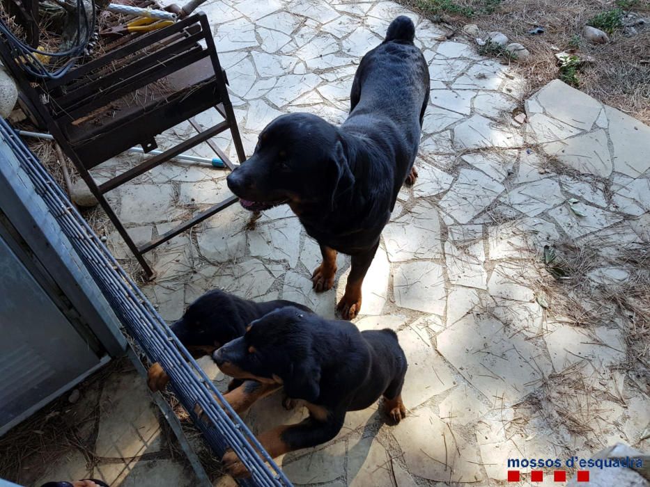 Denuncien dos homes que mutilaven gossos per raons estètiques a Crespià i Lloret