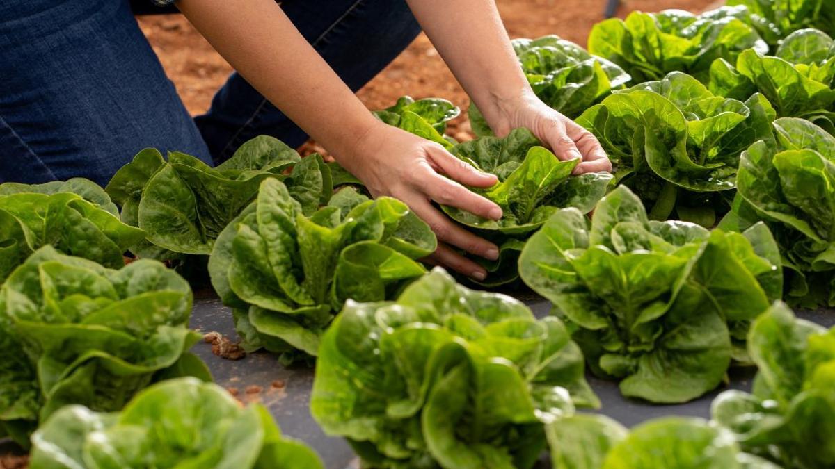 Díaz Ayuso anuncia la renovación de dos ayudas para la incorporación de agricultores y ganaderos al sector primario.