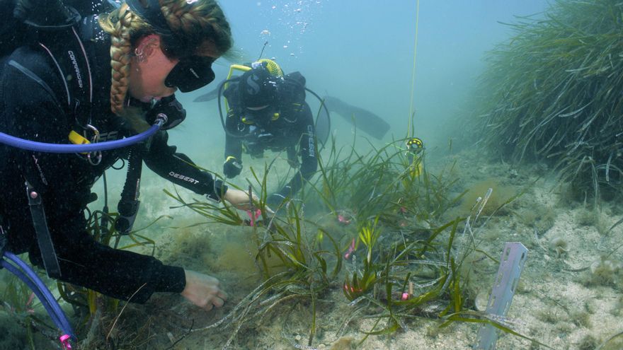 Cala Murta recupera parte de la posidonia arrancada por las embarcaciones