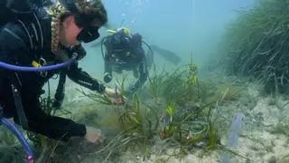 Cala Murta recupera parte de la posidonia arrancada por las embarcaciones