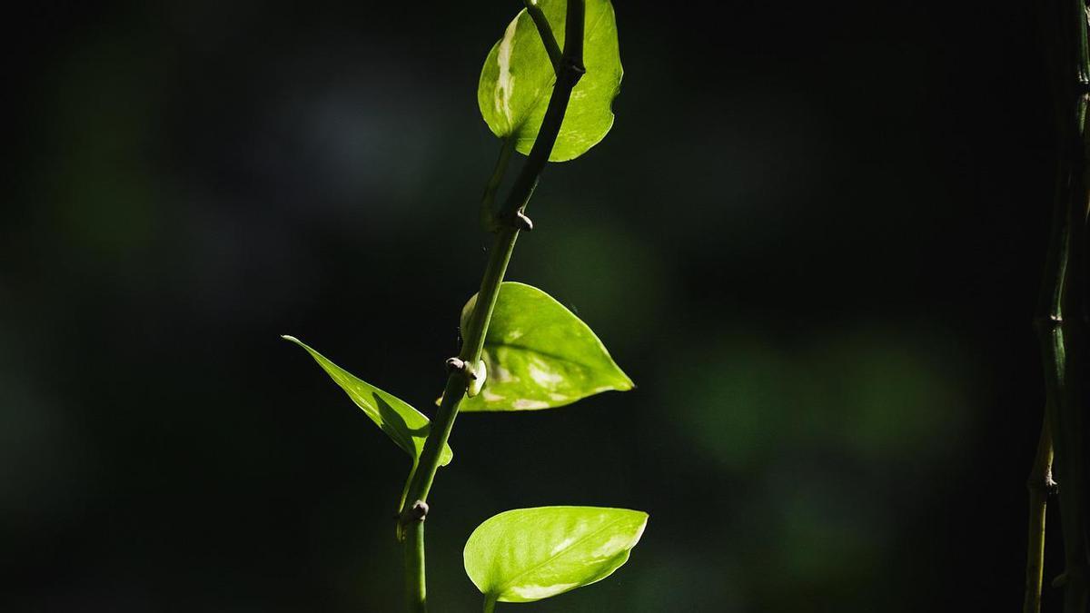 El potos es una planta trepadora de origen tropical que aguanta muy bien el clima mediterráneo.